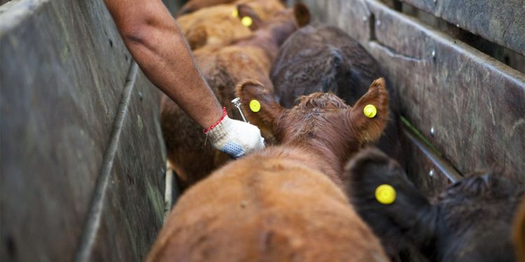 En línea con el Gobierno, la Sociedad Rural Argentina propone dejar de vacunar contra la aftosa