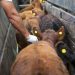 En línea con el Gobierno, la Sociedad Rural Argentina propone dejar de vacunar contra la aftosa