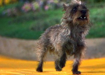 La perra de “El mago de Oz” ganó más que algunos actores: la impactante suma que cobró