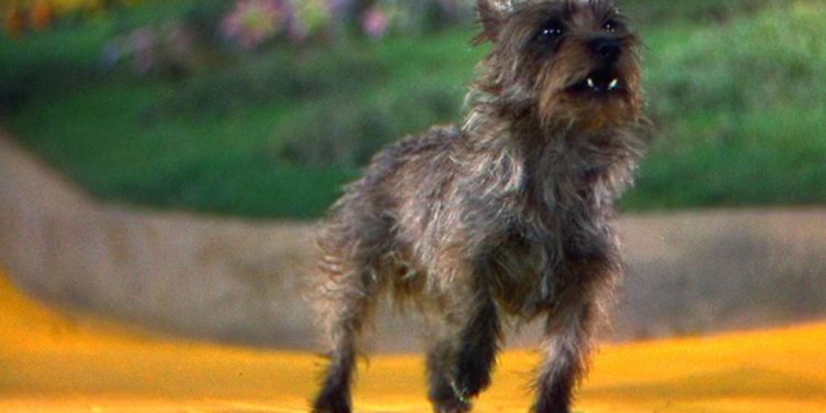 La perra de “El mago de Oz” ganó más que algunos actores: la impactante suma que cobró