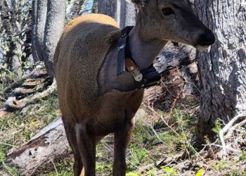 Newenche, el huemul que recorrió 80 km entre Argentina y Chile
