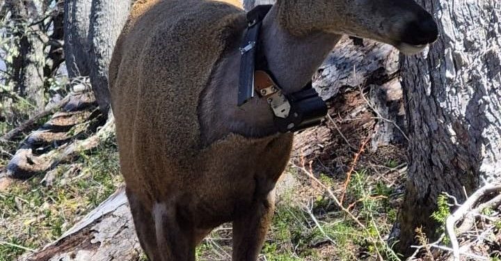 Newenche, el huemul que recorrió 80 km entre Argentina y Chile