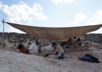 Nuevo stream del CONICET: todos los detalles de la campaña que buscará fósiles de dinosaurios en Río Negro