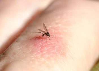Registraron mosquitos en Islandia por primera vez en la historia