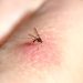 Registraron mosquitos en Islandia por primera vez en la historia