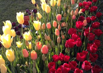 Trevelín abre sus campos con 12 nuevas variedades de tulipanes como protagonistas