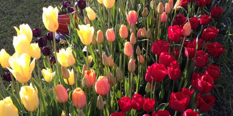 Trevelín abre sus campos con 12 nuevas variedades de tulipanes como protagonistas