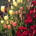 Trevelín abre sus campos con 12 nuevas variedades de tulipanes como protagonistas