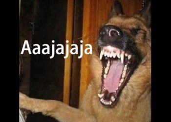 Zdero no se recupera de su victoria pírrica por solo 3.000 votos usando toda la estructura del estado ¿y vos comes las cuatro comidas?