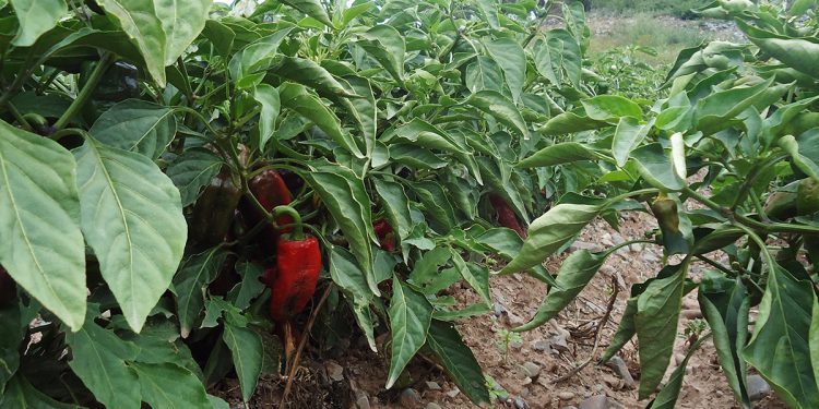 “Denominación de Origen”, nuevo logro de los productores de pimiento del Valle Calchaquí