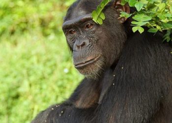 Descubren que las especies cooperativas tienen menos riesgo de desarrollar cáncer