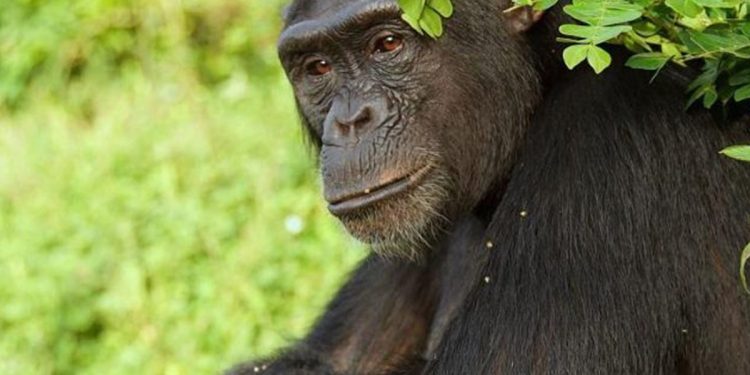 Descubren que las especies cooperativas tienen menos riesgo de desarrollar cáncer