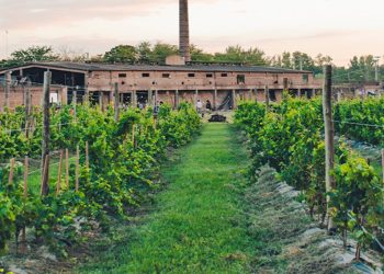 La oda al vino: dónde celebrar y tomarse una copa en territorio bonaerense