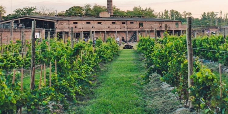 La oda al vino: dónde celebrar y tomarse una copa en territorio bonaerense