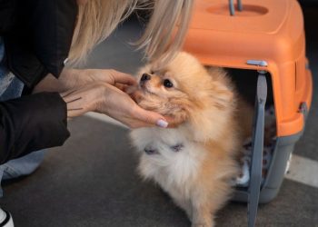 Cómo será llevar mascotas en trenes y micros de larga distancia: requisitos y todo lo que hay que saber