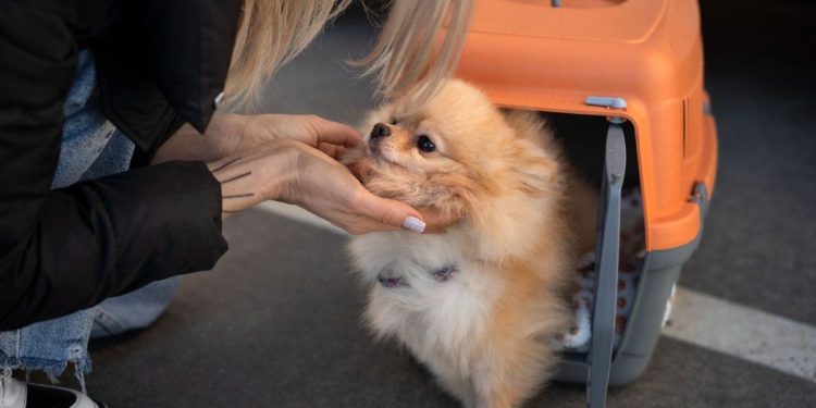 Cómo será llevar mascotas en trenes y micros de larga distancia: requisitos y todo lo que hay que saber