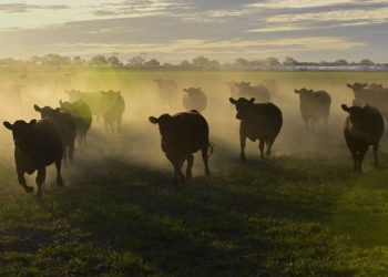 Ley de Tierras: el Gobierno impulsa cambios para liberar la compra a extranjeros