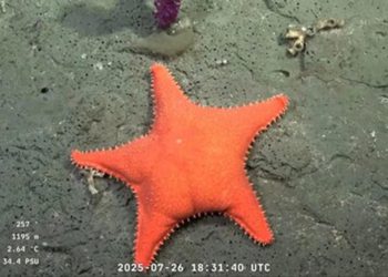 Mientras el streming del Conicet recibía el Martín Fierro de oro, partía una nueva expedición al fondo del mar