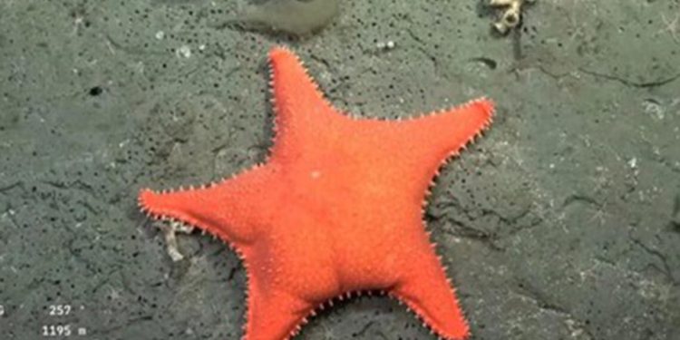 Mientras el streming del Conicet recibía el Martín Fierro de oro, partía una nueva expedición al fondo del mar