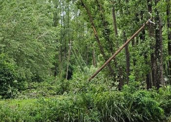 Restaurar el Delta con nativas: el desafío de reconciliar producción y conservación