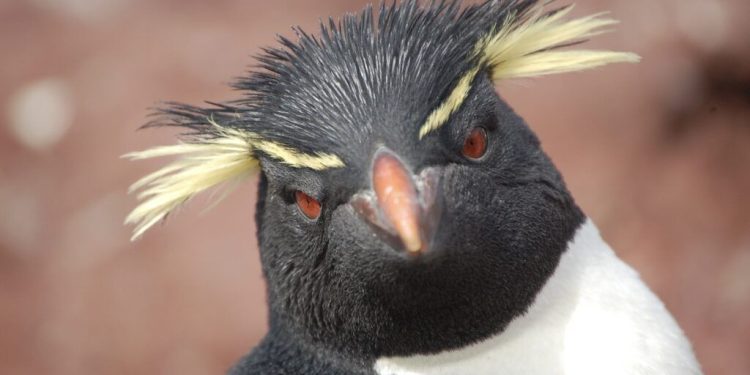 Temporada de pingüinos: dónde verlos y conocerlos