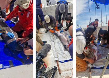 Jardín de infantes para gigantes en la Costa Atlántica