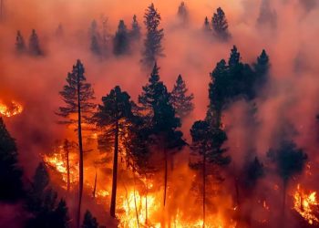 La motosierra de Javier Milei también alcanzó al Servicio Nacional de Manejo del Fuego