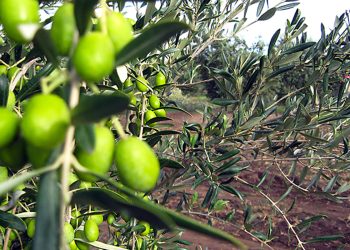La Ruta del Olivo: un paseo verde por el sudoeste bonaerense para conocer la riqueza de este árbol milenario