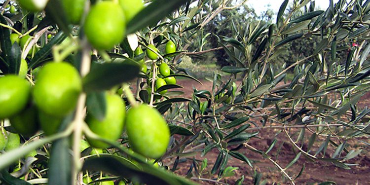 La Ruta del Olivo: un paseo verde por el sudoeste bonaerense para conocer la riqueza de este árbol milenario
