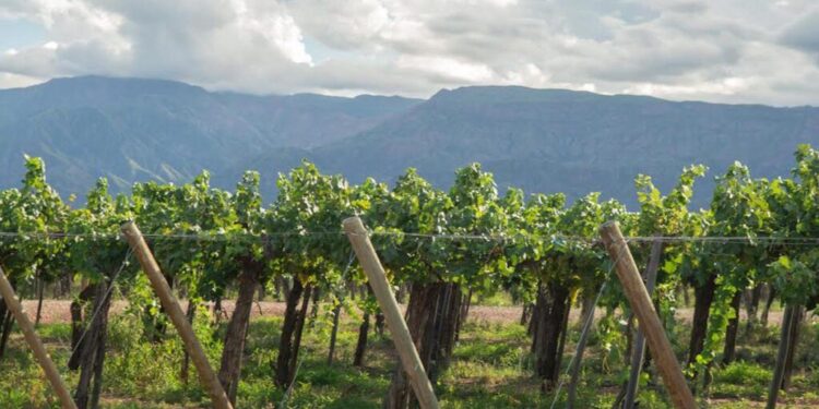 “Biochar”, una solución para los residuos agrícolas que fija carbono y mejora el suelo