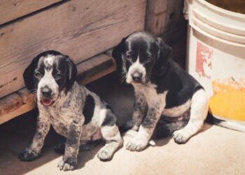 Mundial 2030: acusan a Marruecos de una masacre contra perros callejeros para “limpiar” el país