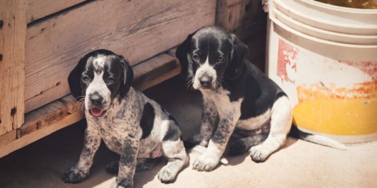 Mundial 2030: acusan a Marruecos de una masacre contra perros callejeros para “limpiar” el país