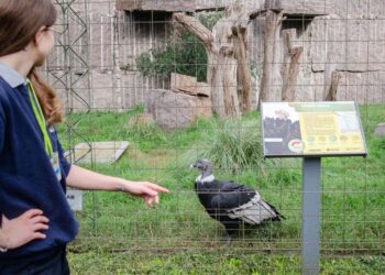 El detrás de escena de quienes trabajan en el conservacionismo animal