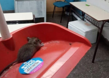 Ratas, cucarachas y escorpiones en la Ciudad: la auditoría porteña detectó varias irregularidades en el control de plagas