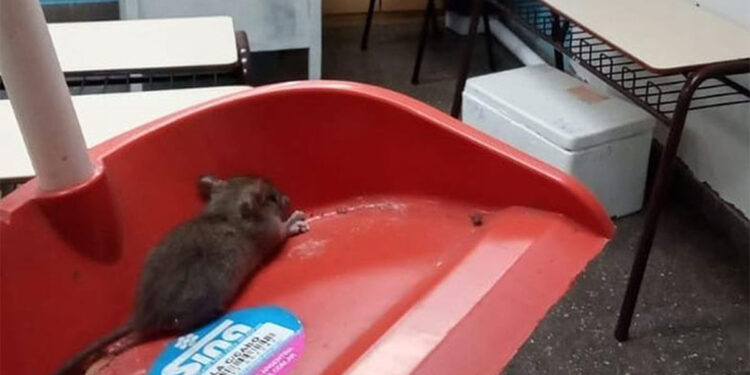 Ratas, cucarachas y escorpiones en la Ciudad: la auditoría porteña detectó varias irregularidades en el control de plagas