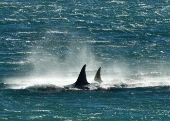 Temporada para avistar orcas en Península Valdés