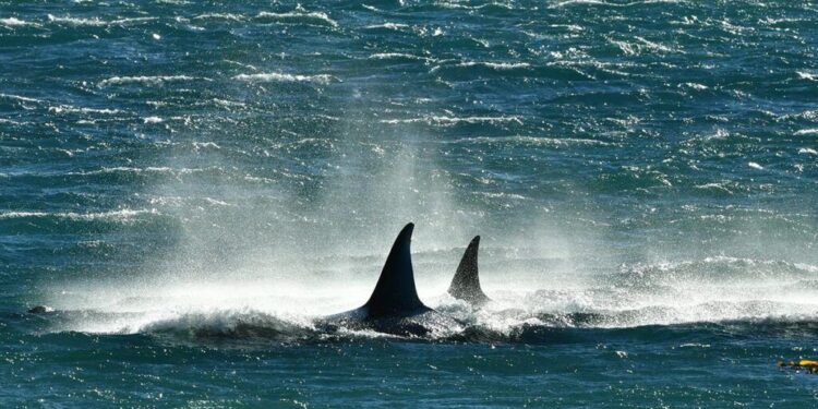 Temporada para avistar orcas en Península Valdés