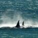 Temporada para avistar orcas en Península Valdés
