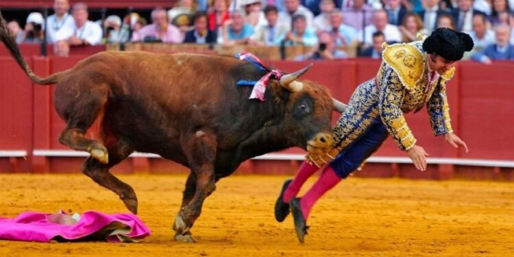 Grave cornada en Sevilla: un famoso torero español debió ser intervenido de urgencia