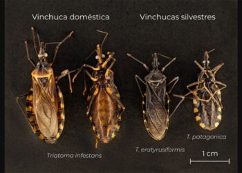 Más de 42 mil vinchucas a la deriva: una postal del desguace en Salud en la era Milei
