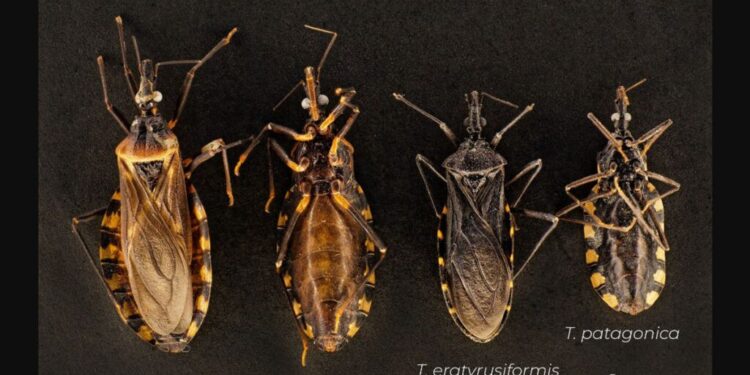 Más de 42 mil vinchucas a la deriva: una postal del desguace en Salud en la era Milei