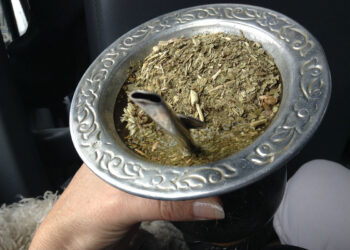 Gran avance de la UBA: el mate podría retrasar la aparición del Parkinson