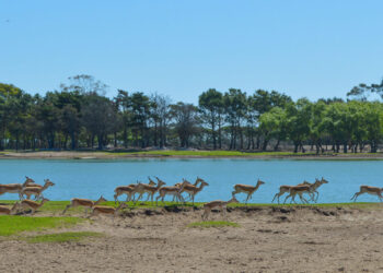 Playa, bosque, gastronomía y termas en el Partido de La Costa
