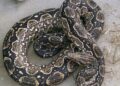 “Responde a su nombre”: la insólita búsqueda de «Piti», una serpiente dócil extraviada en Colegiales