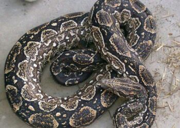 “Responde a su nombre”: la insólita búsqueda de «Piti», una serpiente dócil extraviada en Colegiales