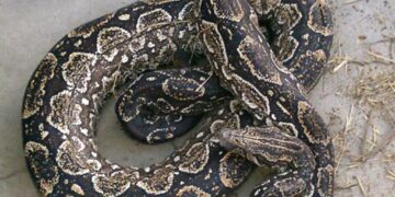 “Responde a su nombre”: la insólita búsqueda de «Piti», una serpiente dócil extraviada en Colegiales