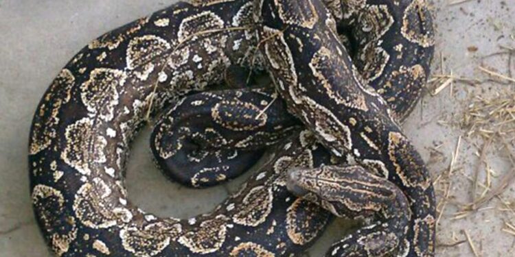“Responde a su nombre”: la insólita búsqueda de «Piti», una serpiente dócil extraviada en Colegiales