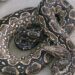 “Responde a su nombre”: la insólita búsqueda de «Piti», una serpiente dócil extraviada en Colegiales