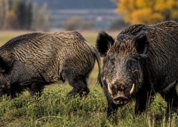 Sin control estatal, crece la invasión de jabalíes y ya se ven cerca del AMBA: “Uno de estos bichos, enojado, te hace pelota”