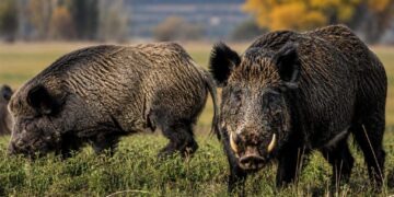 Sin control estatal, crece la invasión de jabalíes y ya se ven cerca del AMBA: “Uno de estos bichos, enojado, te hace pelota”